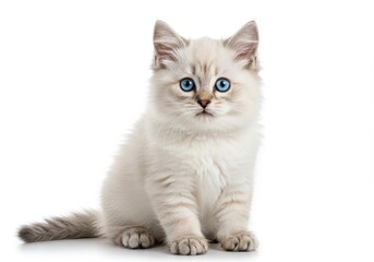 Obraz premium A fluffy white kitten with striking blue eyes sitting against a plain white background in a studio shot