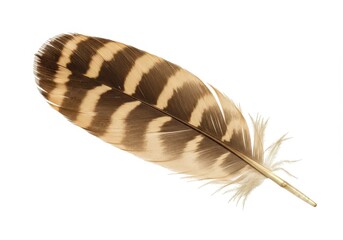 A single feather with brown and beige stripes lying on a plain white background in a studio shot