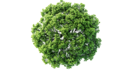 Green tree crown, aerial isolated, cut out transparent