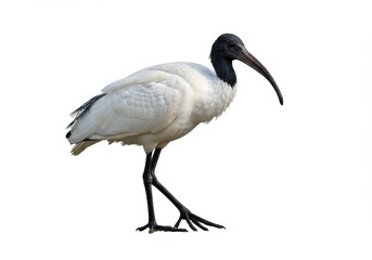Obraz premium A white ibis with black head and long beak standing on a white background in a studio shot image
