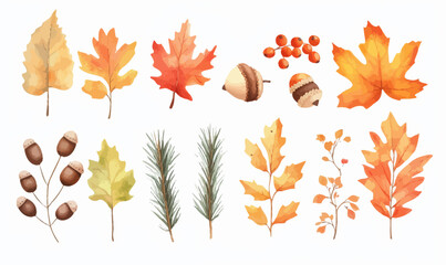 Fototapeta premium Vector Watercolor Autumn Elements: Maple Leaves, Acorns, Berries, Spruce Branch for Seasonal Design