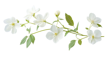 Fototapeta premium White wildflower blossom, cut out transparent