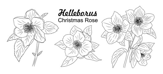 Helleborus, Christmas Rose flower line art drawing. Hand drawn black ink sketch. Modern design for tattoo, invitation, logo, cards, packaging. Vector  illustration isolated on transparent background.