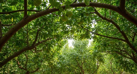 Fototapeta premium Overhead view of a lush green canopy in a natural woodland environment