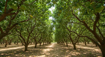 Obraz premium Overhead view of a symmetrical orchard with lush green trees and shadows