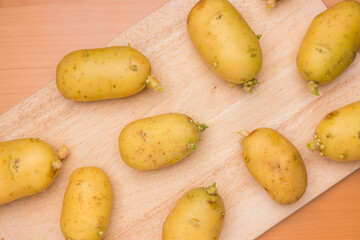 Close up of sprouted potatoes with roots