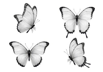 Obraz premium Four butterflies in black and white with delicate wings spread on a plain white background view