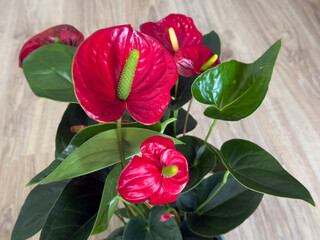 Closeup of red anthurium flowers with green leaves in a pot on wooden floor.