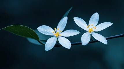 Fototapeta premium Two beautiful white flowers bloom on a thin dark branch