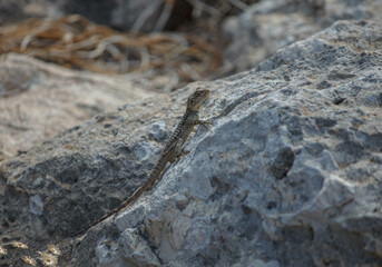 Lizard exploring rocky terrain in the sunny landscapes of Ayia Napa, Cyprus during a warm afternoon