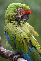 Fototapeta premium Portrait of a Great green macaw preening its feathers. Ara ambiguus, Bioparc, Doué la Fontaine, Maine et Loire 49, Région Pays de la Loire, France, European Union, Europe