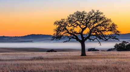 A lone tree standing in a field during the colorful sunset