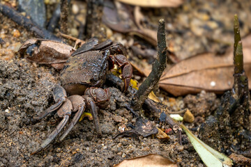 Singapore Vinegar Crab - Episesarma singaporense, beautiful red legged vinegar crab from Southeast Asian mangrove forests and swamps, Singapore.