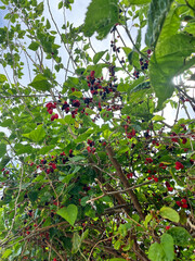 red strawberry on a tree