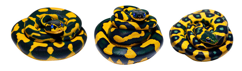 Fototapeta premium Coiled yellow and black patterned snake, isolated on white transparent background, reptiles or wildlife, symbolizing Chinese Lunar New year