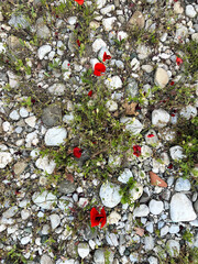 flowers on a rock
