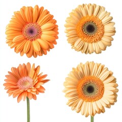 orange gerbera daisies, in various angles and positions, with different sizes and colors, along with other types of flowers, isolated on a white background,