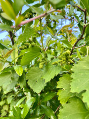 green leaves of a tree
