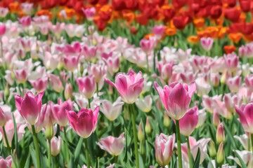 Obraz premium 美しいチューリップの花 