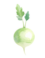 Watercolor Illustration of Kohlrabi, Isolated on Transparent Background