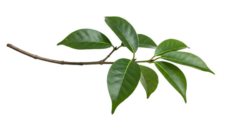 Ebony Tree Branch Green Leaves Isolated White Background Diospyros Ebenum Cutout Dark Hardwood Foliage