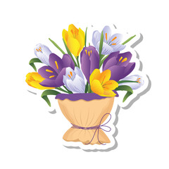 Sticker with bouquet of spring purple, blue, yellow crocus isolated  on white background.