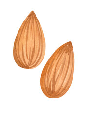 Watercolor Illustration of Almond, Isolated on Transparent Background