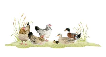 Chickens and ducks grazing on grass horizontal watercolor illustration isolated on white. Poultry yard farm birds in hand drawn realistic style. Easter spring clipart for village designs