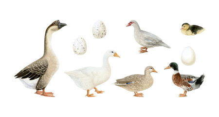 Watercolor ducks and geese illustration set isolated. White and brown goose, mallard, Muscovy bird and duckling eggs clip art. Poultry yard waterfowl birds in realistic style for farm designs © Elena Malgina