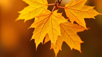 Vibrant yellow and red autumn maple leaves, isolated objects showcasing the colorful foliage of the fall season