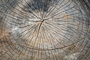 Fototapeta premium Detail of a cross-section of a dry poplar trunk. Populus.