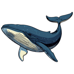 blue whale, marine life, vector, transparent background
