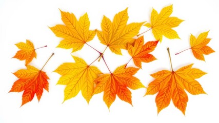 Vibrant orange and yellow autumn maple leaves arranged on a clean white background for seasonal design projects.