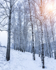 Birch grove after a snowfall on a winter. Sunlight breaking through the branches.