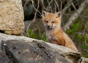 Fototapeta premium Young fox kit on rocks in nature.