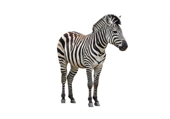 Fototapeta premium A full body shot of a zebra standing on a white background in a studio with good lighting and detail