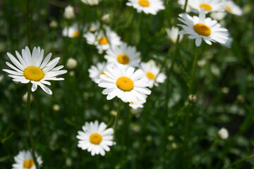 Wild daisy flowers growing on meadow, on green grass background. Bellis perennis, Common daisy. Gardening concept
