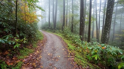 Naklejka premium Misty Forest Trail: Autumn Hike