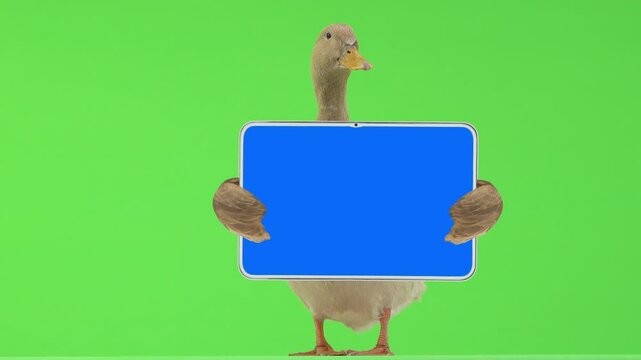 duck holding tablet with space for text on a green screen