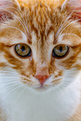 adorable ginger kitten portrait close-up 