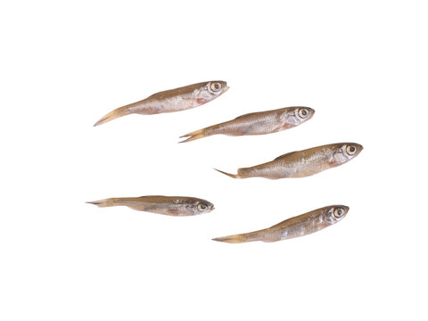 Group of young small fishes