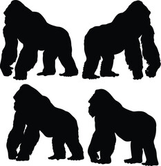 Silhouette Gorillas in Multiple Poses, Powerful Stance, Minimalist Black Primate Vector Art, Wildlife Illustration for Nature Print