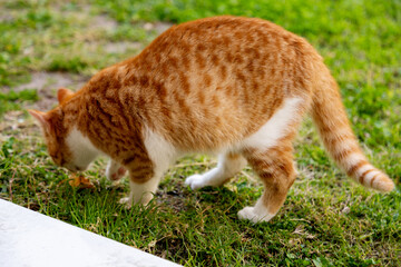 curious ginger cat exploring green grass outdoors, sniffs a leaf