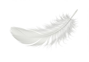 Obraz premium Single white feather isolated on white background