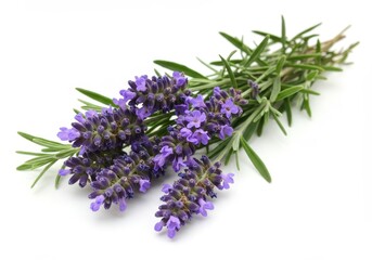 Close up shot of a sprig of lavender with green leaves on a plain white background in studio light