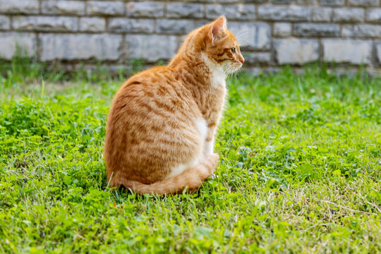 portrait of cute ginger cat sitting in the garden on green grass