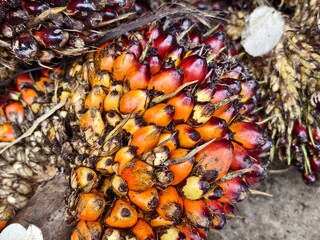 oil palm fruit after Harvest