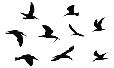 Flying African skimmer bird Silhouette Design  And Vector Illustration. 