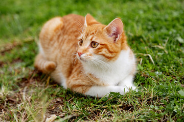 portrait of cute ginger cat sitting in the garden on green grass