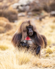 Alpha male of Gelada (Theropithecus gelada), sometimes called the bleeding-heart monkey or the...